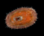 keyhole limpet from Gray's Reef National Marine Sanctuary